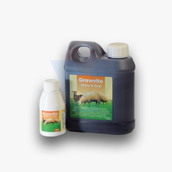 Growvite sheep