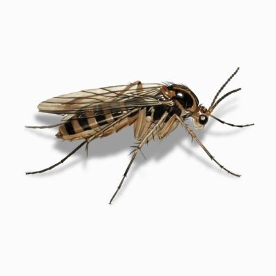 Σκνίπα (Culicoides)